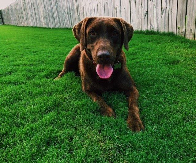 Happy dog on a healthy lawn