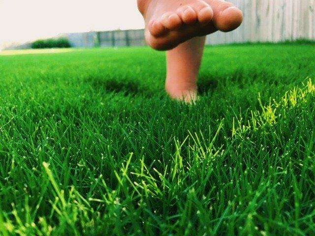 Thick healthy turf