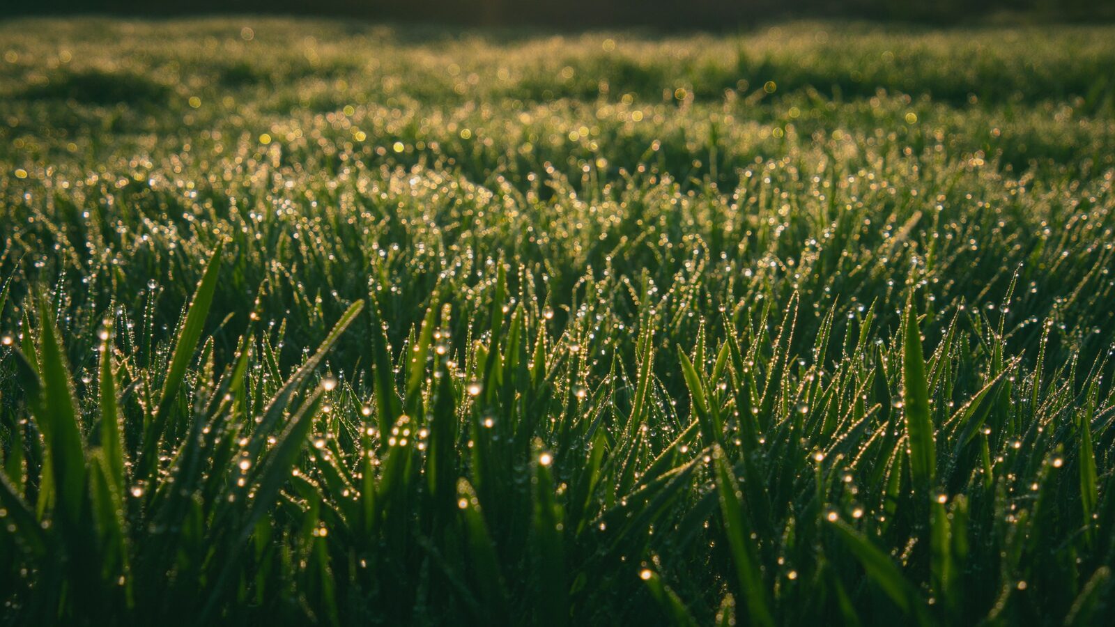 Close-up of a healthy lawn